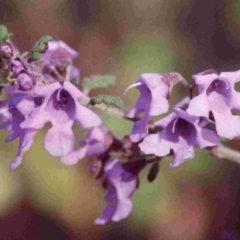 Prostanthera incisa (Cut-leaf Mint-bush) at Bournda National Park - 30 Aug 1991 by robndane