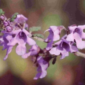 Prostanthera incisa at Bournda, NSW - 31 Aug 1991 12:00 AM
