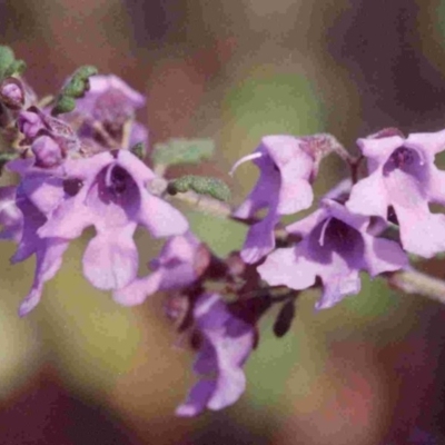 Prostanthera incisa (Cut-leaf Mint-bush) at Bournda Environment Education Centre - 30 Aug 1991 by robndane