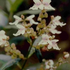 Prostanthera lasianthos (Victorian Christmas Bush) at Deua National Park - 17 Dec 1991 by robndane