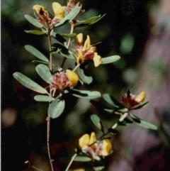 Pultenaea daphnoides (Large-leaf Bush-pea) at Bournda National Park - 20 Dec 1991 by robndane