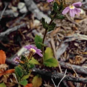 Scaevola aemula at Tathra, NSW - 19 Nov 1991