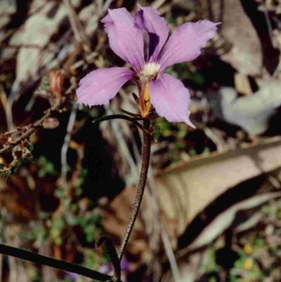 Scaevola ramosissima (Hairy Fan-flower) at Bournda, NSW - 17 Oct 1991 by robndane
