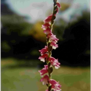 Spiranthes australis at Bermagui, NSW - suppressed