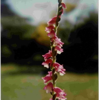 Spiranthes australis (Austral Ladies Tresses) at Bermagui, NSW - 12 Mar 1996 by robndane