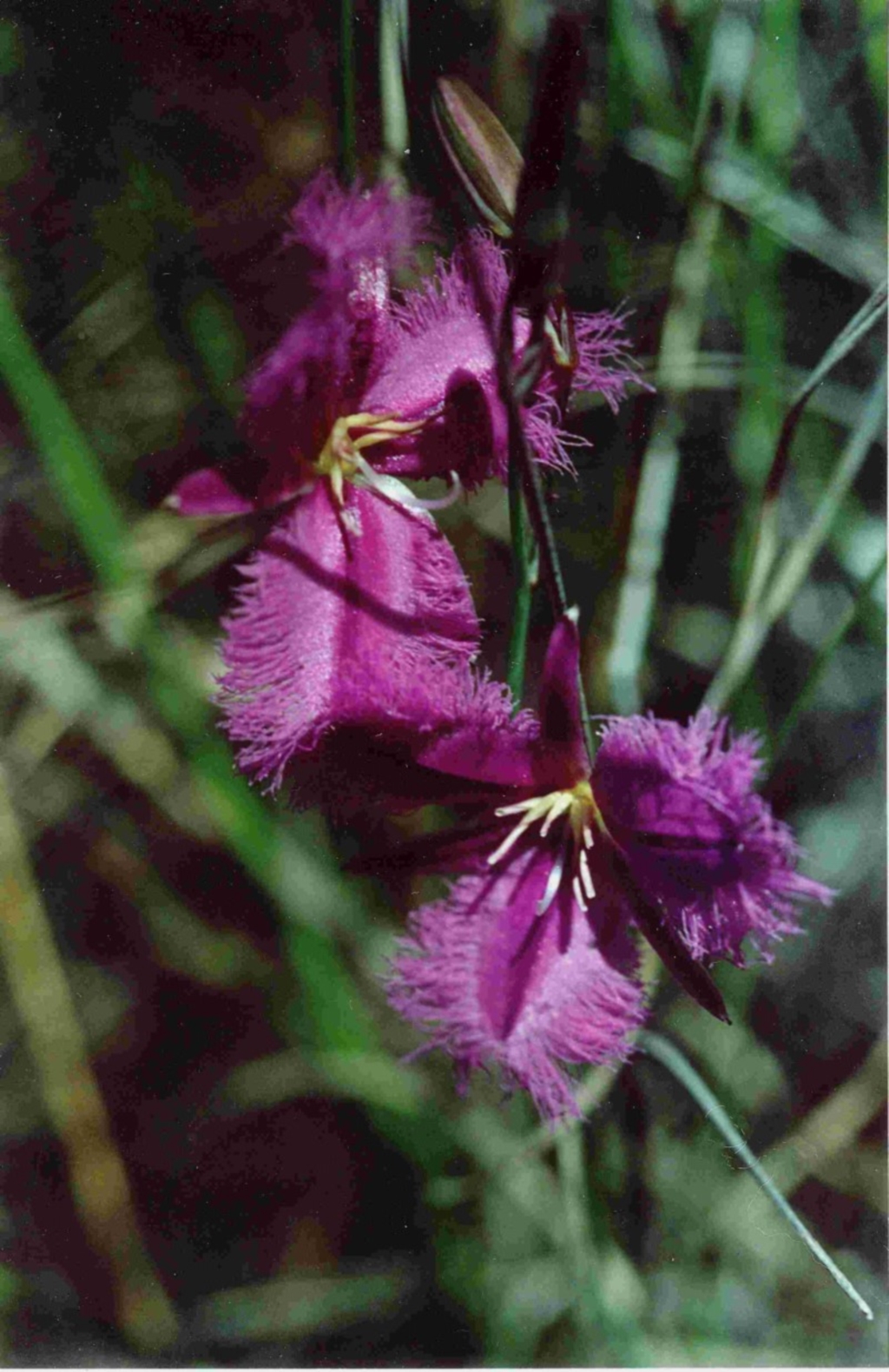 Thysanotus tuberosus at Wallagoot, NSW - 10 Dec 1992