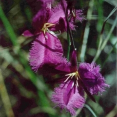 Thysanotus tuberosus (Common Fringe-lily) at Wallagoot, NSW - 9 Dec 1992 by robndane