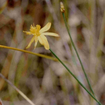Tricoryne elatior (Yellow Rush Lily) at Bournda National Park - 11 Feb 1991 by robndane