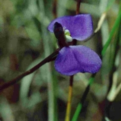Utricularia dichotoma (Fairy Aprons, Purple Bladderwort) at Wallagoot, NSW - 10 Dec 1992 by robndane