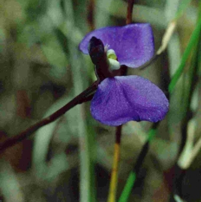 Utricularia dichotoma (Fairy Aprons, Purple Bladderwort) at Bournda National Park - 9 Dec 1992 by robndane