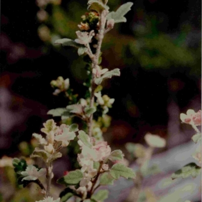 Xanthosia pilosa (Woolly Xanthosia) at Wamban, NSW - 4 Dec 1991 by robndane