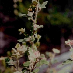 Xanthosia pilosa (Woolly Xanthosia) at Wamban, NSW - 3 Dec 1991 by robndane