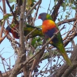 Trichoglossus moluccanus at Bermagui, NSW - 2 May 2012