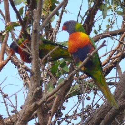 Trichoglossus moluccanus (Rainbow Lorikeet) at Bermagui, NSW - 2 May 2012 by robndane