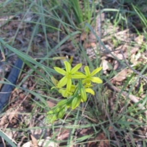 Bulbine bulbosa at Wolumla, NSW - 12 May 2012