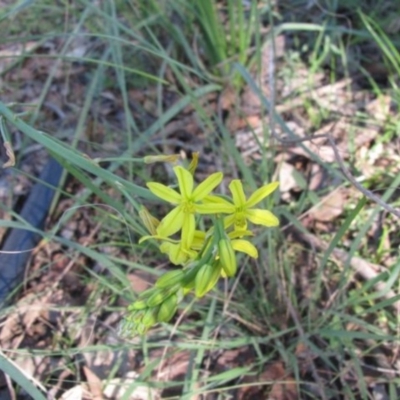 Bulbine bulbosa (Golden Lily) at Wolumla, NSW - 11 May 2012 by PatriciaDaly