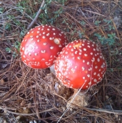 Amanita muscaria (Fly Agaric) at Wolumla, NSW - 9 May 2012 by PatriciaDaly