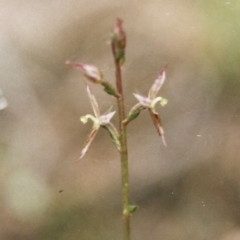 Acianthus pusillus (Small Mosquito Orchid) at Bournda National Park - 1 Apr 2000 by KerryVance