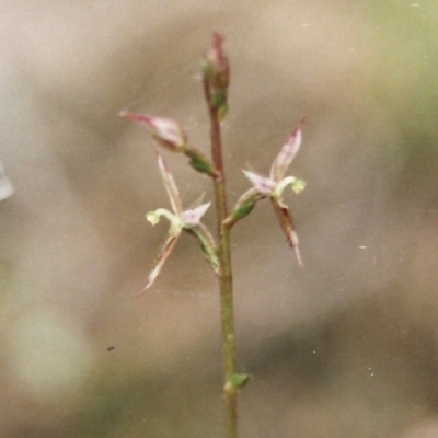 Acianthus pusillus (Small Mosquito Orchid) at Bournda, NSW - 2 Apr 2000 by KerryVance