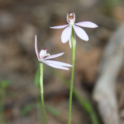 Caladenia carnea (Pink Fingers) at Tathra, NSW - 21 Oct 2010 by KerryVance