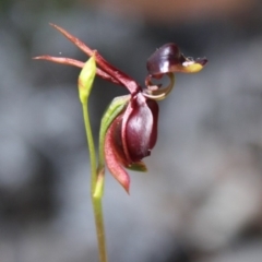 Caleana major (Large Duck Orchid) at Tathra, NSW - 20 Oct 2010 by KerryVance
