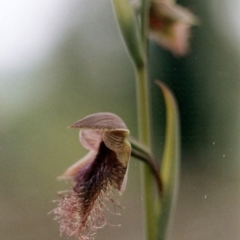 Calochilus robertsonii (Beard Orchid) at Pambula, NSW - 27 Oct 2001 by KerryVance