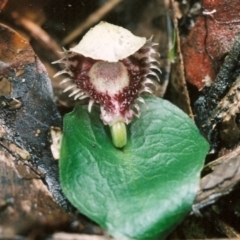 Corysanthes pruinosus (Toothed Helmet Orchid) at Tathra, NSW - 5 Jun 2007 by KerryVance