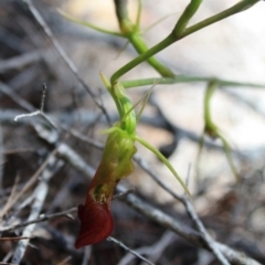 Cryptostylis subulata (Cow Orchid) at Tathra, NSW - 30 Dec 2008 by KerryVance