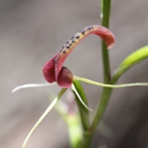 Cryptostylis leptochila at Tathra, NSW - suppressed