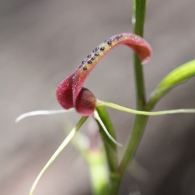 Cryptostylis leptochila (Small Tongue Orchid) at Tathra, NSW - 29 Dec 2010 by KerryVance