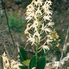 Dendrobium speciosum (Rock Lily) at Bournda Environment Education Centre - 21 Oct 1998 by KerryVance