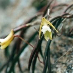 Dockrillia striolata (Streaked Rock Orchid) at Mumbulla State Forest - 26 Sep 1999 by KerryVance