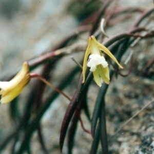 Dockrillia striolata at Wapengo, NSW - suppressed