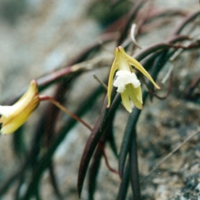 Dockrillia striolata (Streaked Rock Orchid) at Wapengo, NSW - 26 Sep 1999 by KerryVance