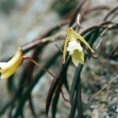 Dockrillia striolata (Streaked Rock Orchid) at Wapengo, NSW - 27 Sep 1999 by KerryVance