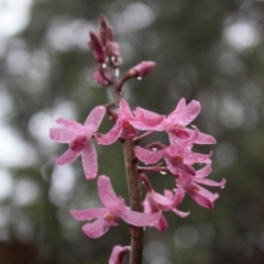 Dipodium roseum (Rosy Hyacinth Orchid) at Tathra, NSW - 26 Dec 2008 by KerryVance