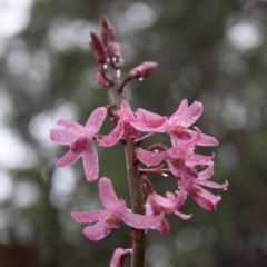 Dipodium roseum (Rosy hyacinth orchid) at Tathra, NSW - 26 Dec 2008 by KerryVance