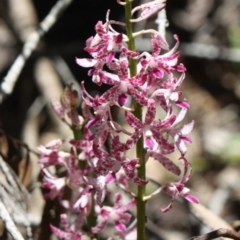 Dipodium variegatum (Blotched Hyacinth Orchid) at Tathra, NSW - 29 Dec 2010 by KerryVance