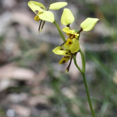 Diuris sulphurea (Tiger Orchid) at Kalaru, NSW - 31 Oct 2011 by KerryVance