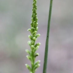 Microtis unifolia (Common Onion Orchid) at Kalaru, NSW - 31 Oct 2011 by KerryVance