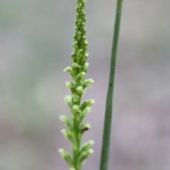 Microtis unifolia (Common onion orchid) at Kalaru, NSW - 30 Oct 2011 by KerryVance