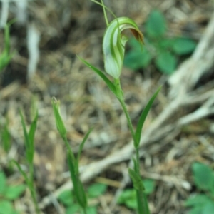 Pterostylis grandiflora at Tathra, NSW - 7 May 2012