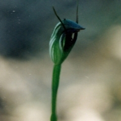 Pterostylis pedunculata (Maroonhood) at Bournda Environment Education Centre - 7 Aug 1998 by KerryVance
