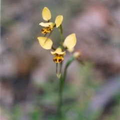 Diuris sulphurea (Tiger Orchid) at - 4 Nov 2004 by KerryVance