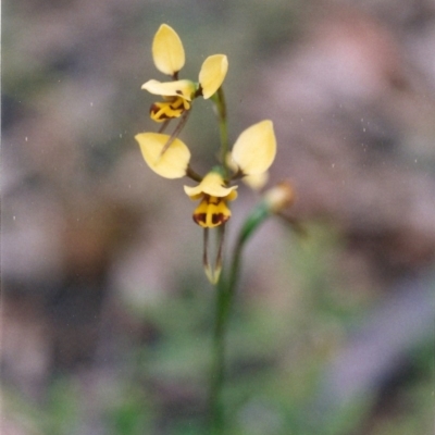 Diuris sulphurea (Tiger Orchid) at Pambula, NSW - 4 Nov 2004 by KerryVance