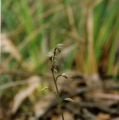 Acianthus fornicatus (Pixie-caps) at Bournda, NSW - 22 Jul 2001 by KerryVance