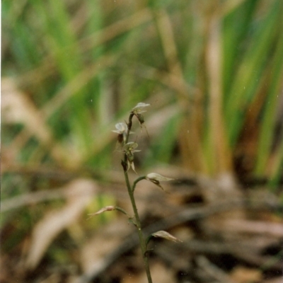 Acianthus fornicatus (Pixie-caps) at Bournda National Park - 21 Jul 2001 by KerryVance