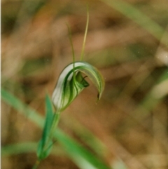 Pterostylis grandiflora (Cobra Greenhood) at Bournda, NSW - 22 Jul 2001 by KerryVance