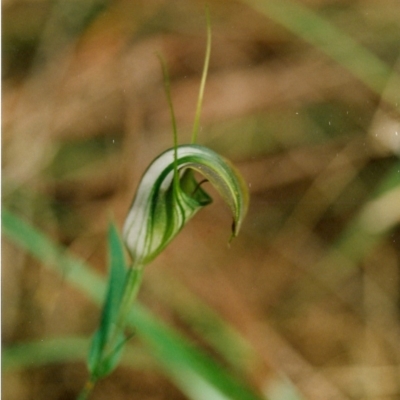 Pterostylis grandiflora (Cobra Greenhood) at Bournda National Park - 21 Jul 2001 by KerryVance