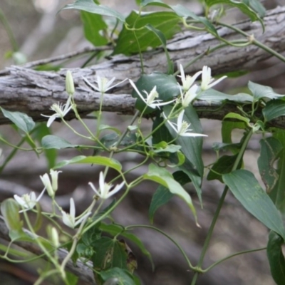 Clematis glycinoides (Headache Vine) at Tathra, NSW - 1 Sep 2011 by KerryVance